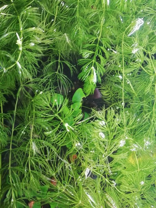 Акваріумні рослини