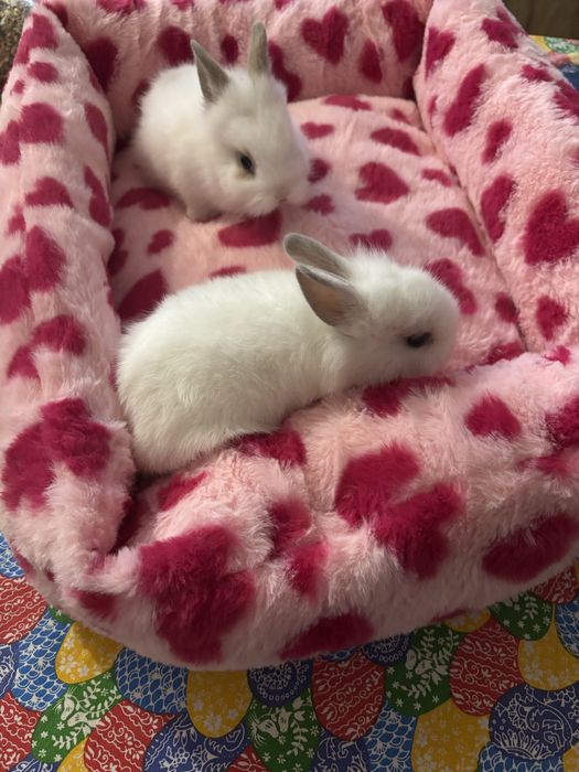 Kroliczki miniaturki :)