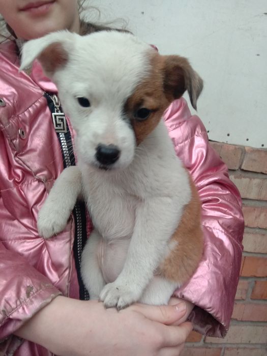 Щеночки бесплатно