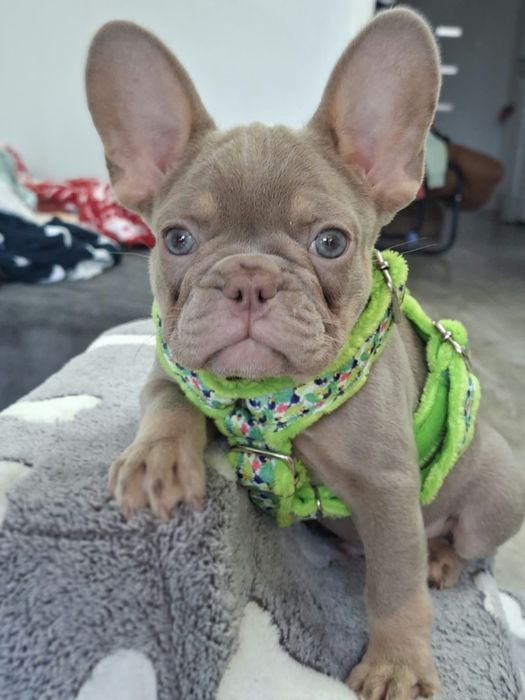 Caramello Buldog francuski Isabella New Shade tan  samiec