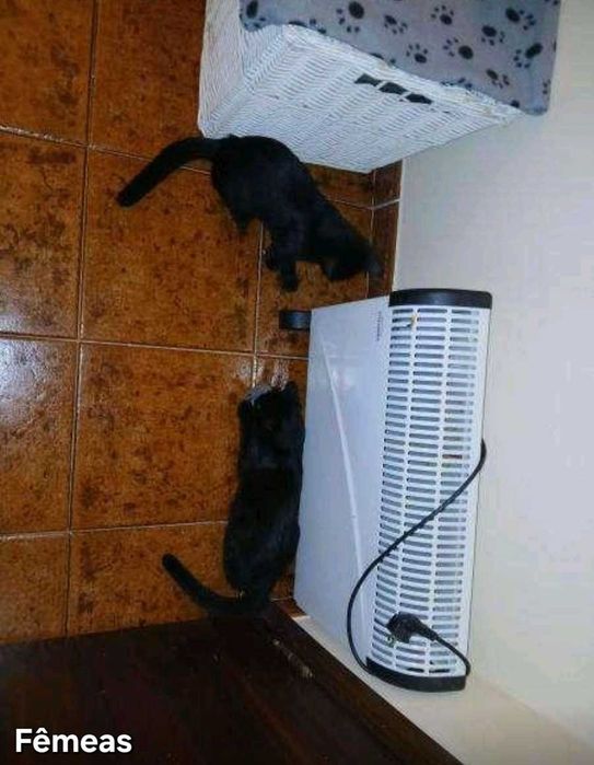 Gatos para adoção