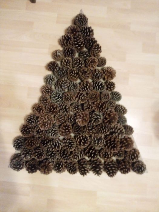 10 szyszek sosny czarnej