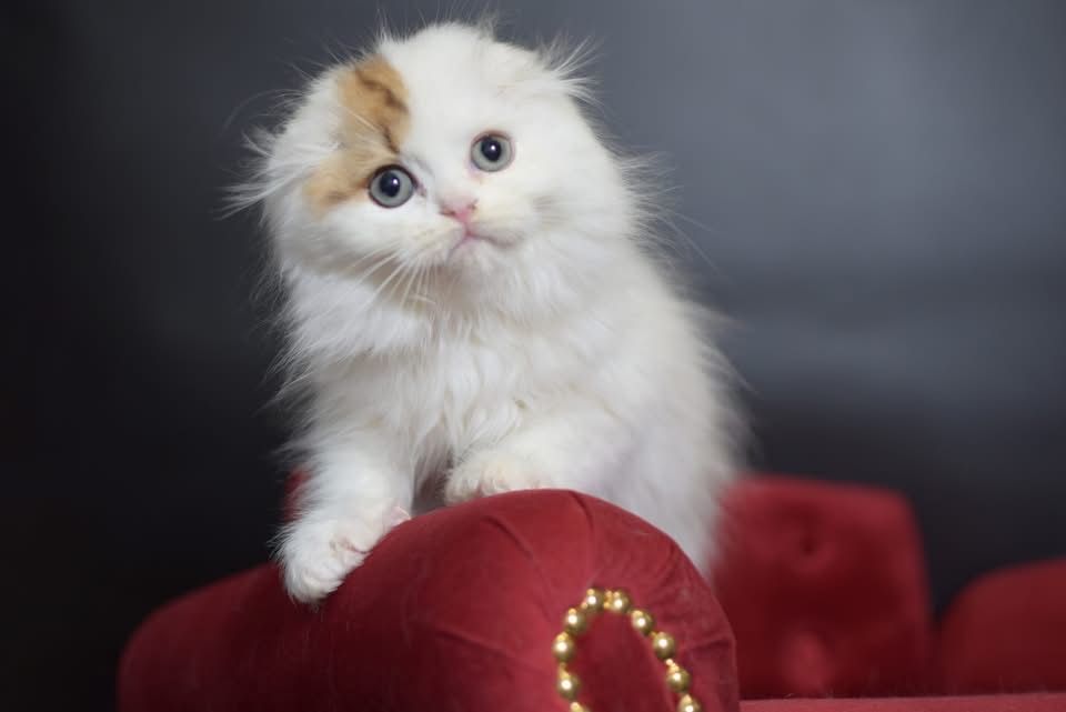 Kot szkocki zwisłouchy WCF