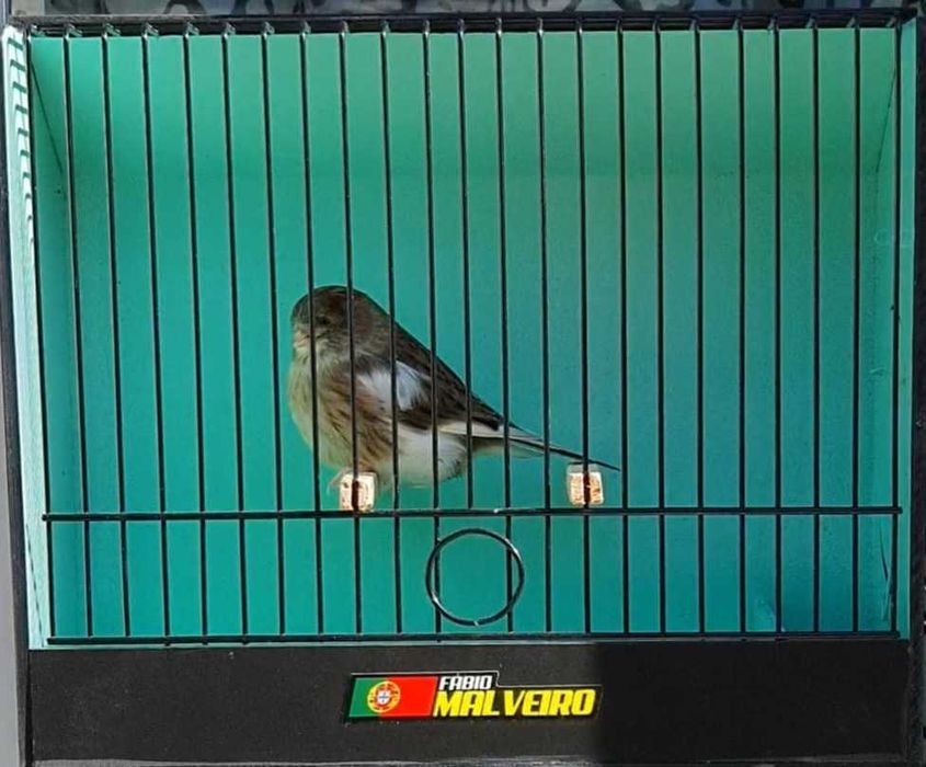 Canários Glosters