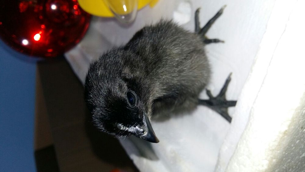 Продам петушков ухейилюй и инкубационное яйцо.