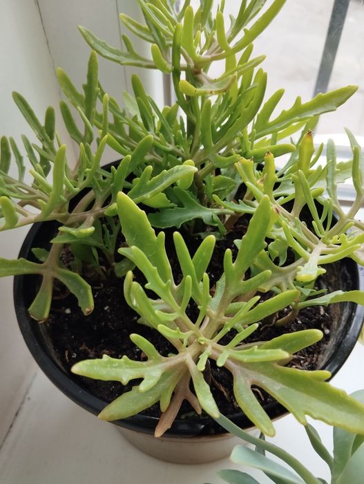 Сукуленты - каланхоэ