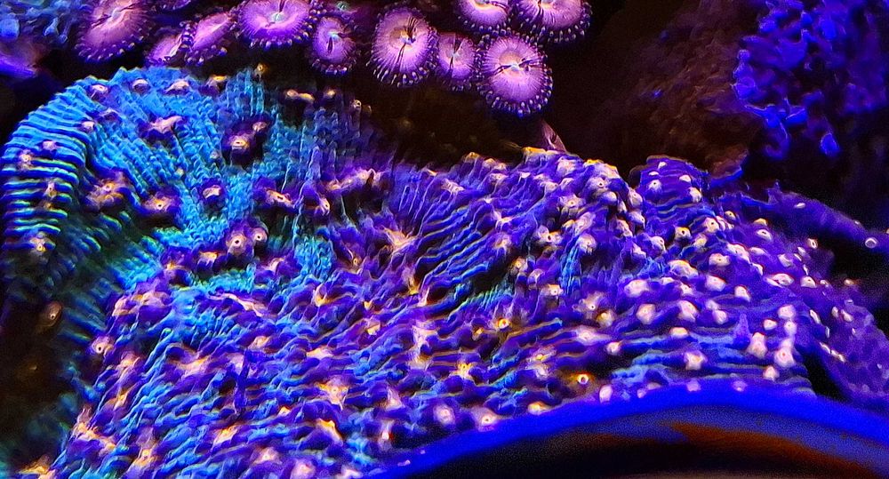 Akwarystyka morska - Chalice Coral Echinophyllia