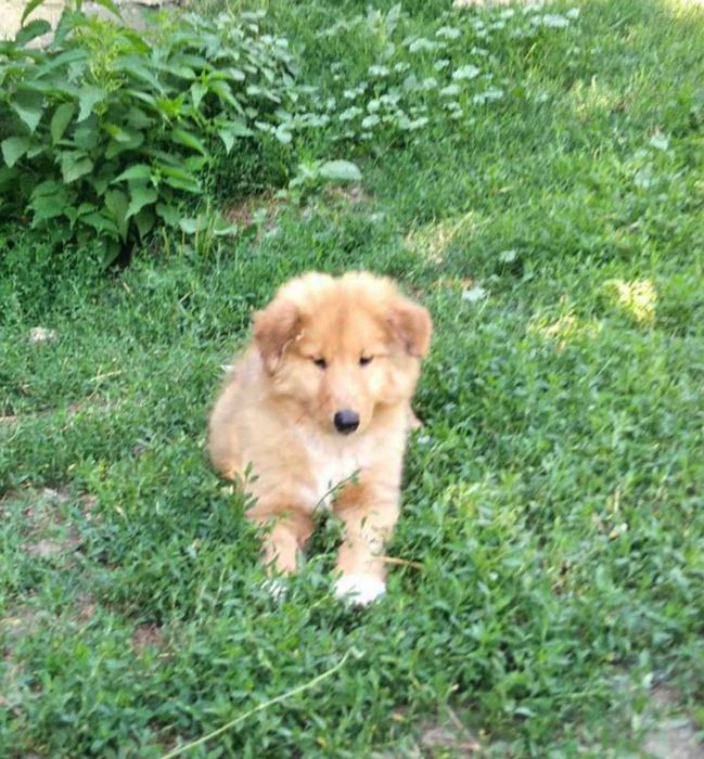 Цуценята Коллі довгошерстий 3 міс