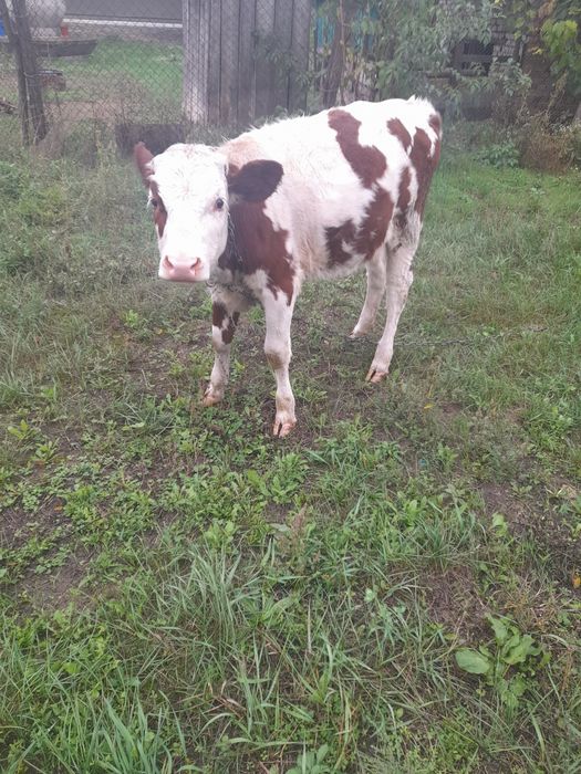 Продаю теля гол-штейн