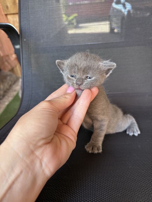 Мальчик веслоухий мальчик
