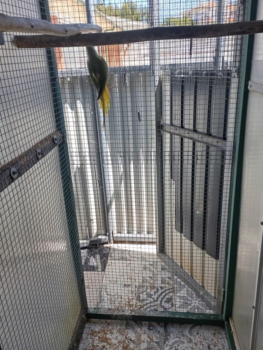 Por não ter espaço para formar mais casais tenho estas lindas aves para cedência com baixa de preço.