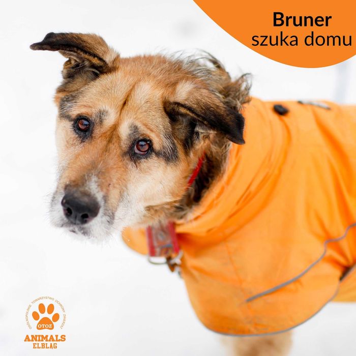 BRUNER - najłagodniejszy, najgrzeczniejszy/ [FILMIKI}