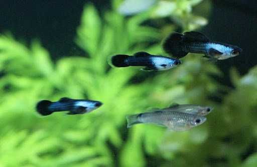 Гупі панда, червона, ендлера японська блакитна, креветки неокарідіни