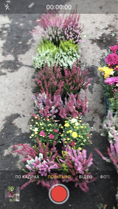 верес, хризантема