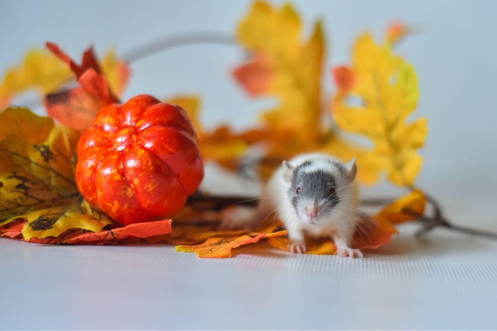 Пацбки рідкого забарвлення з розплідника