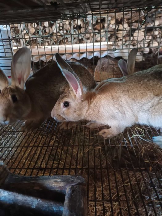 Coelhos para venda