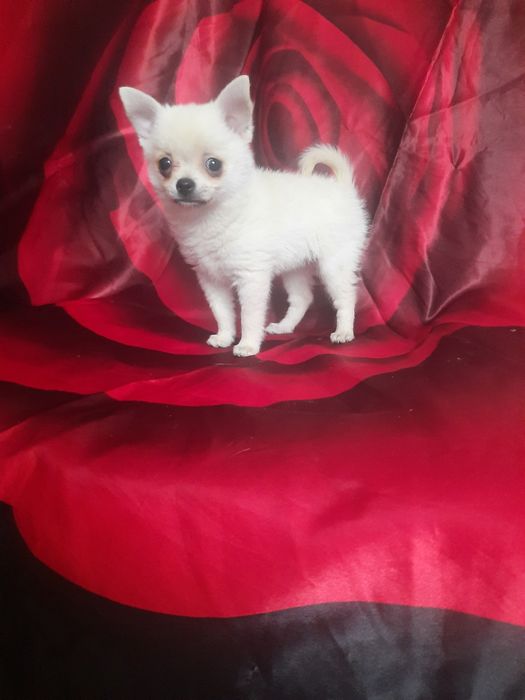 Карманная Собака-чихуахуа щенки  мальчики 3мес