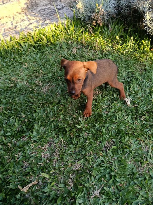 Pinscher macho castanho