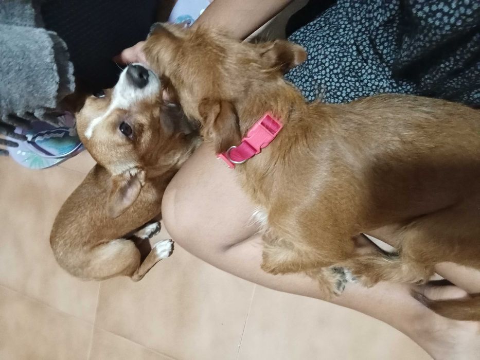 Casal de cães de Pequeno Porte 6kg e 6,5Kg