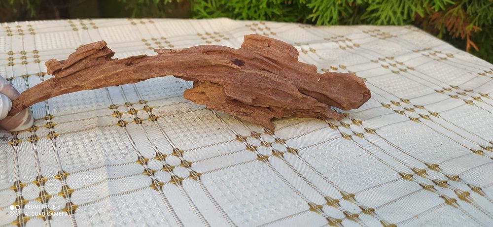 Korzeń mangrowca do akwarium-22cm