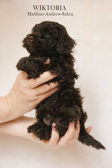 Pudelek miniaturowy sunia z rodowodem ZKwP FCI