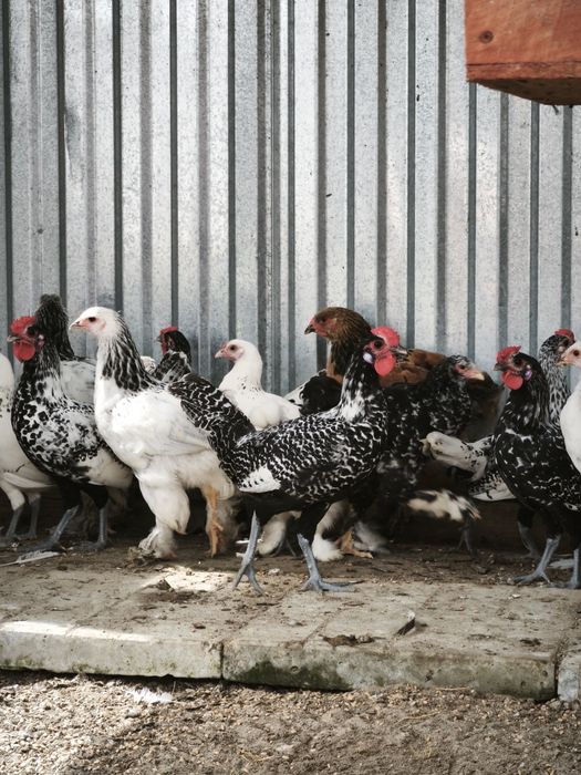 Продам кури та птицю