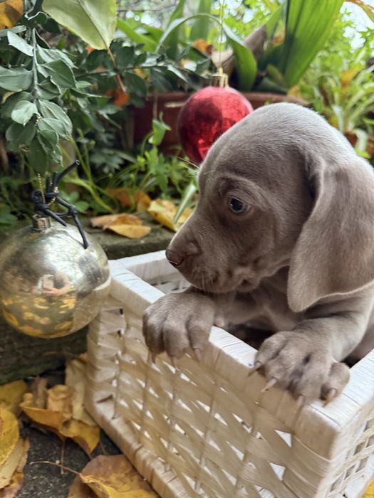 Weimaraner Macho