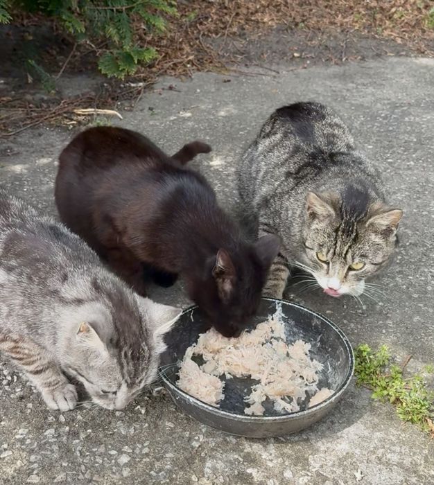 Młode piękne koty oddam w DOBRE ręce