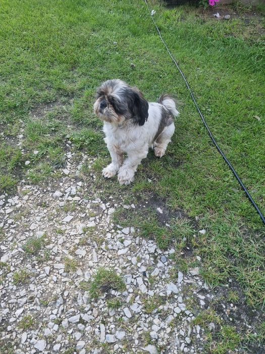 Shih tzu piesek 3 lata
