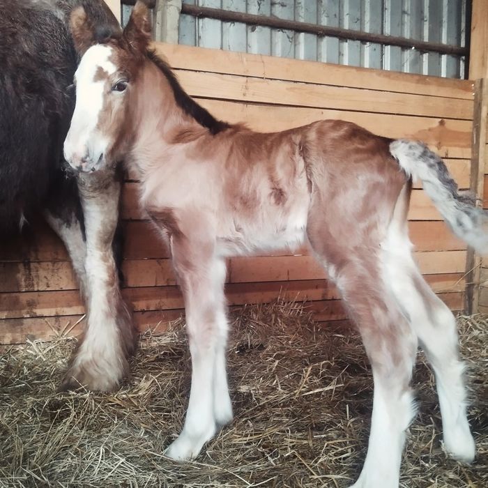 Solaris - ogierek irish cob 2025