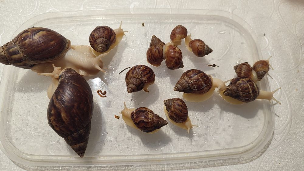 Равлики Ахатіни, равлики