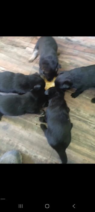 Продам німецьки вівчарки