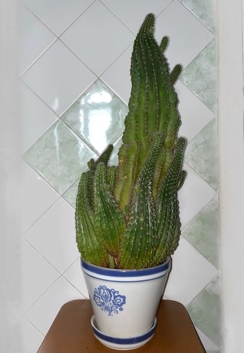 Кактус большой с множеством отростков, комнатные растения