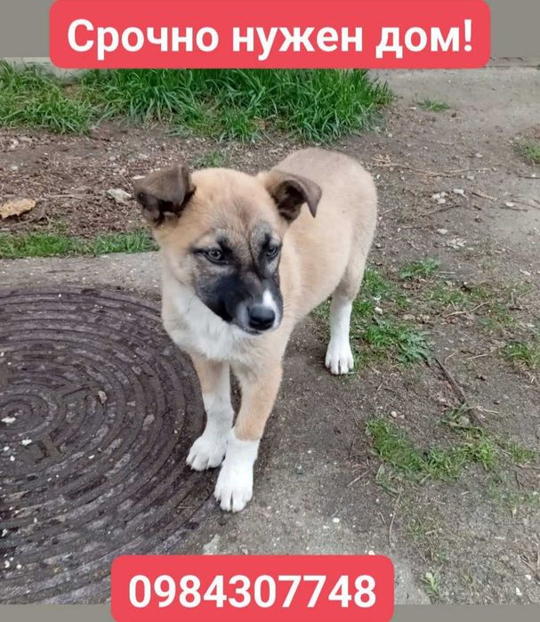 срочно ищут дом замечательные щенки!