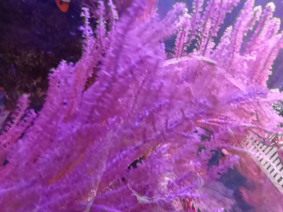 Pseudogorgonia 2 gat akwarystyka morska