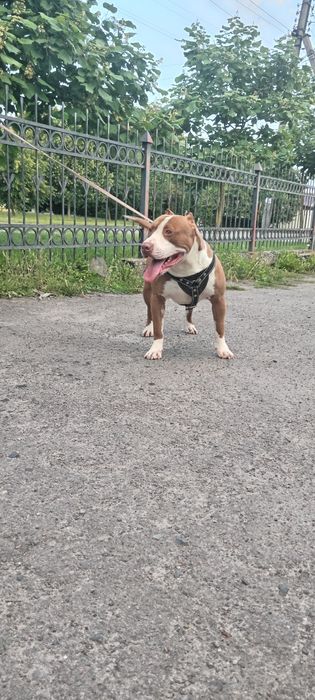 Вязка стафф, стаффордширський тер'єр. Шукає дівчинку