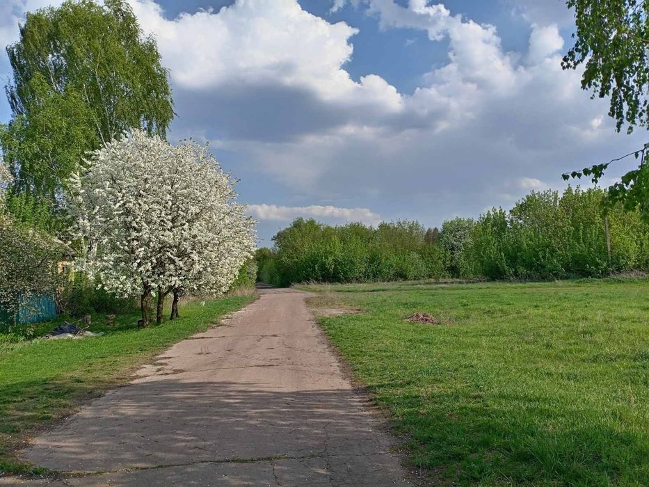 Продам бджолосім'ї, бджоли