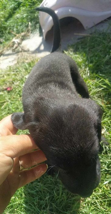 Щенята Коко спаниеля