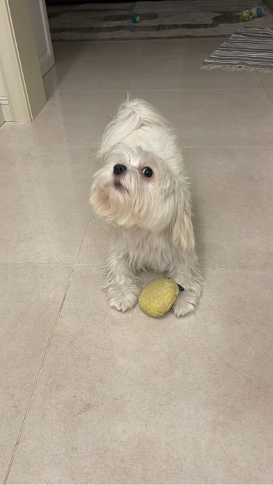 Вязка мальтийская болонка