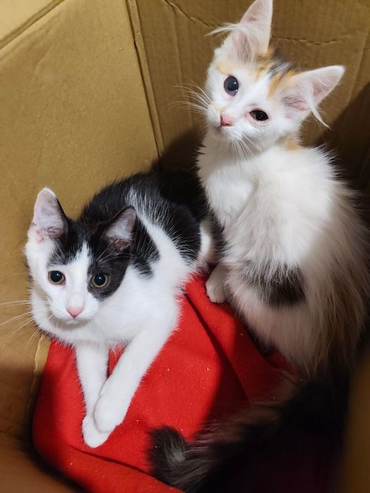 Kocia rodzina wyrzucona jak śmieci