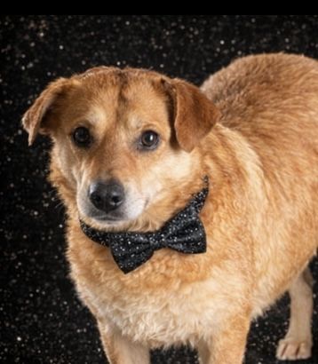 Do adopcji „ Psi Ideał „ Max