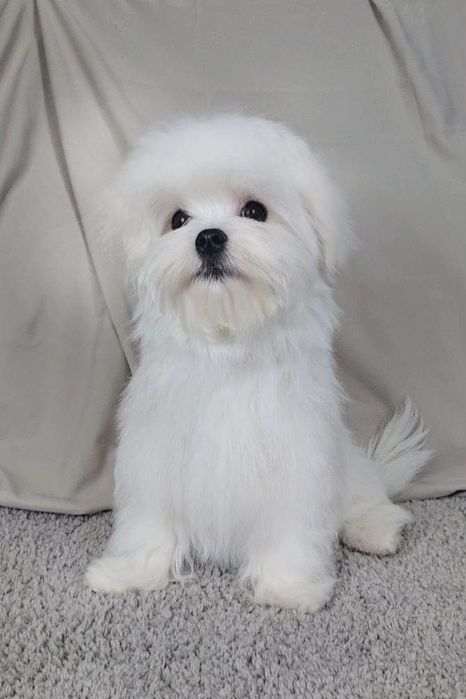 Мальтійська болонка