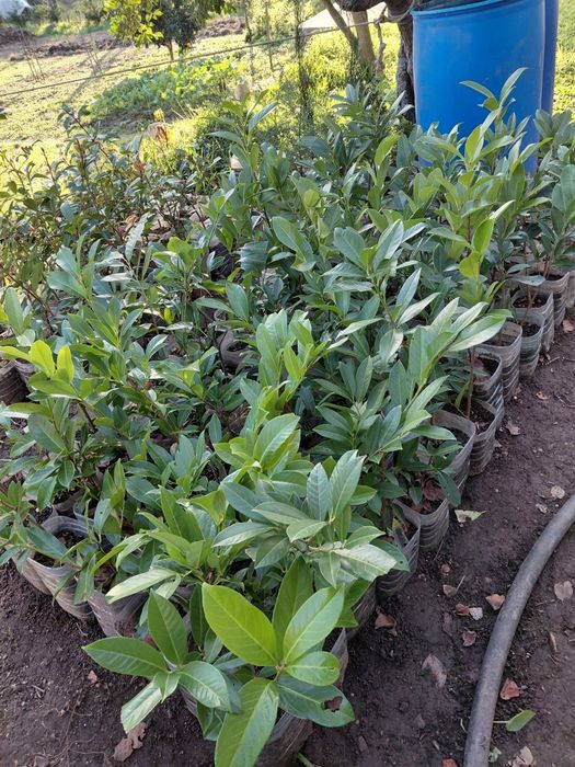 Lauros para sebes louro cerejo para sebes