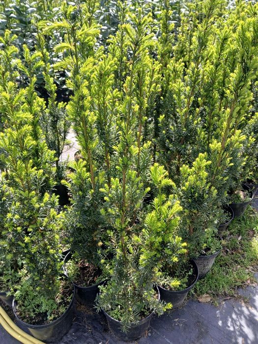 Cis hicksii wys 110-120 cm cena 55zl Promocja Sadzimy Wozimy