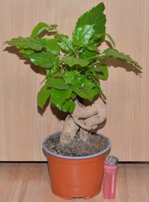 Бонсай Радермахера