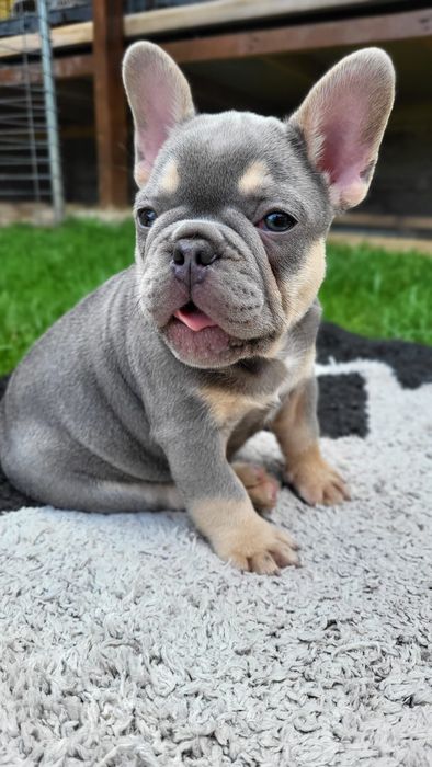 Buldog francuski  lilac  dziewczynka