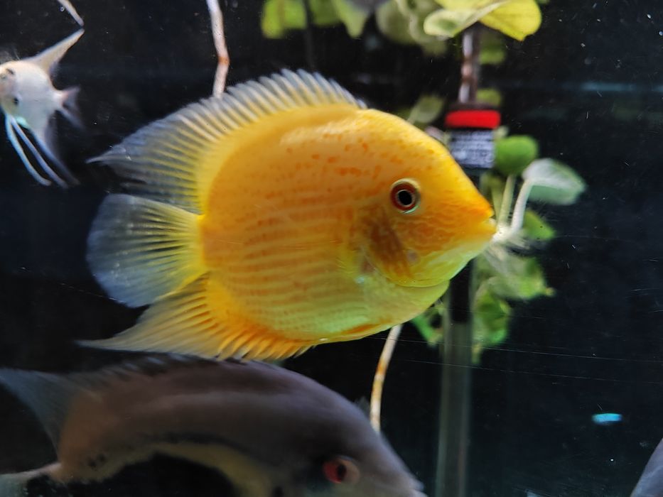 Severuns red spotted