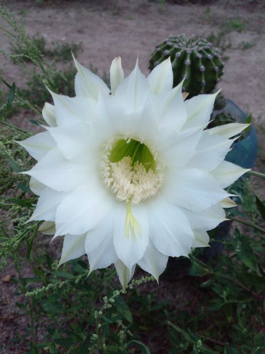 Продам дітки кактуса недорого