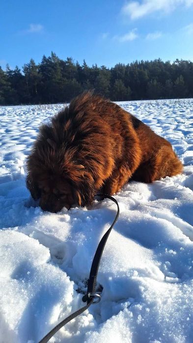 Тібецький мастиф з міжнародним родоводом ксу FCI