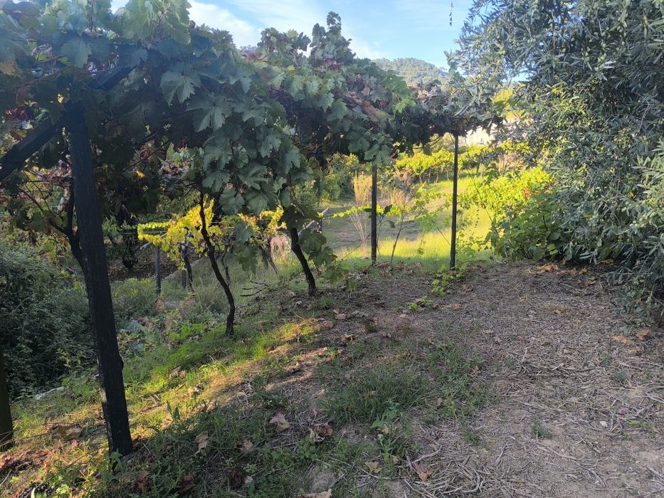 Quinta,Casa com terreno e água